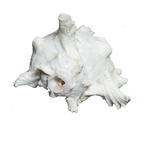 Sun Shells - 6 × 5 Inches