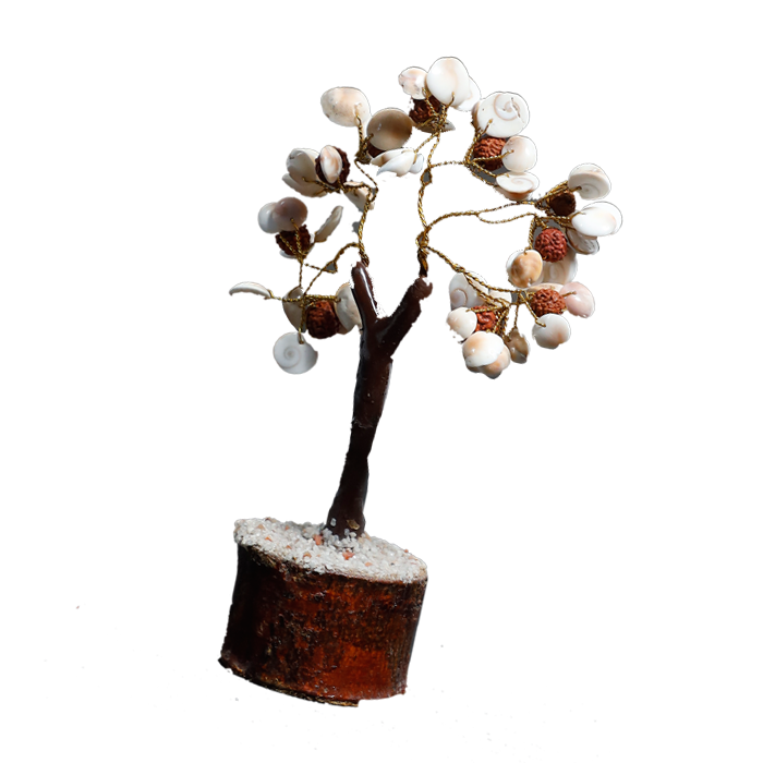 Gomtichakar tree -7 × 4 Inches