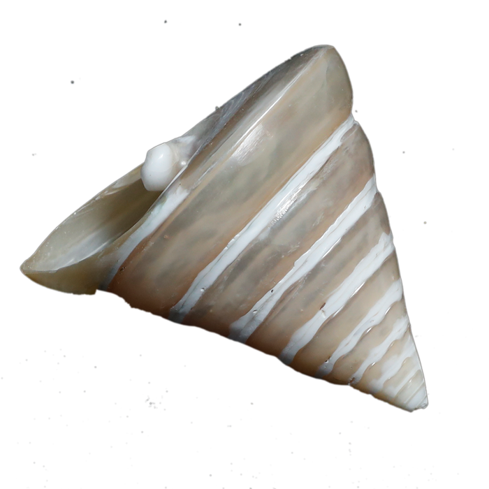 Moti Shells - 3 × 2.5 Inches