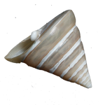 Moti Shells - 3 × 2.5 Inches