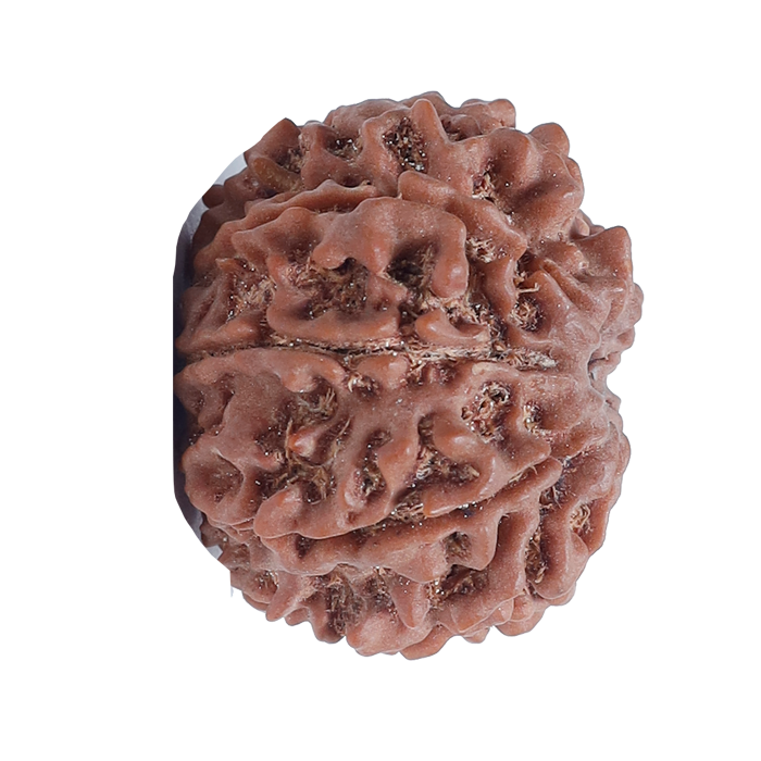 8Mukhi Rudraksha