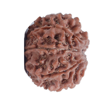 8Mukhi Rudraksha