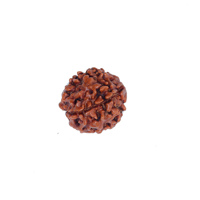 4 Mukhi Rudraksha