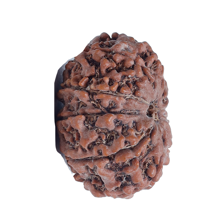 9 Mukhi Rudraksha