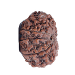9 Mukhi Rudraksha