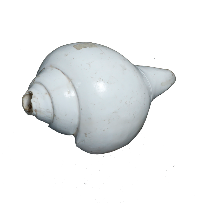 Polish Shells - 7 × 4 Inches
