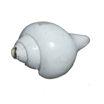 Polish Shells - 7 × 4 Inches