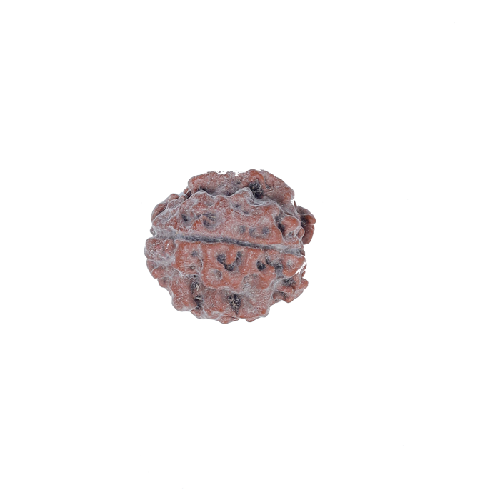 3 Mukhi Rudraksha