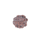 3 Mukhi Rudraksha