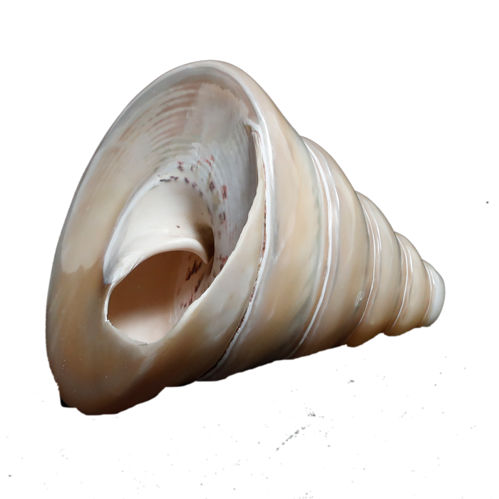 Moti Shells - 4 × 4 Inches