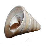 Moti Shells - 4 × 4 Inches