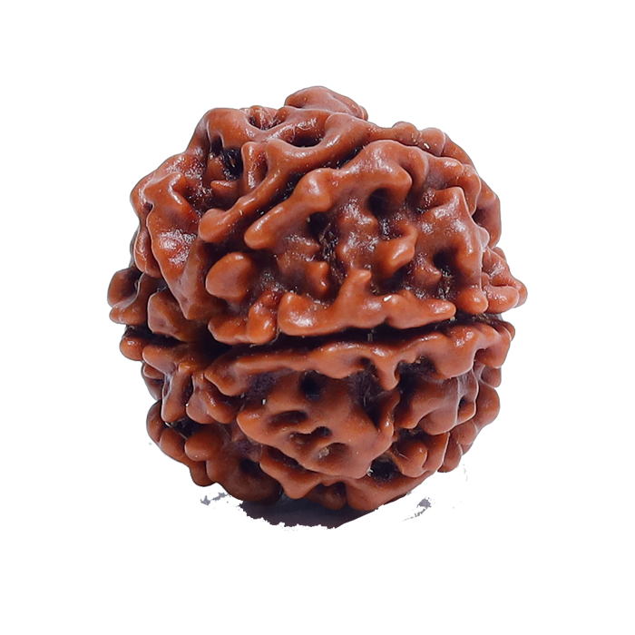 6Mukhi Rudraksha