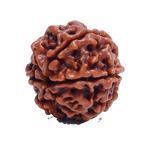 6Mukhi Rudraksha