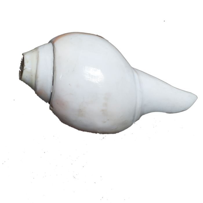 Polish Shells - 5 × 3 Inches
