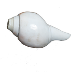 Polish Shells - 5 × 3 Inches