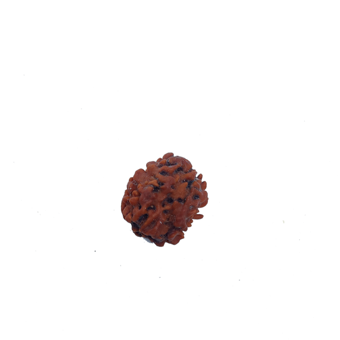 Two Mukhi Rudraksha