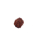 Two Mukhi Rudraksha
