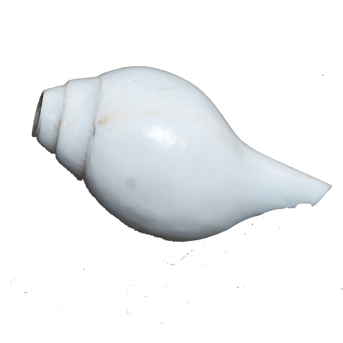 Polish Shells - 4 × 3 Inches