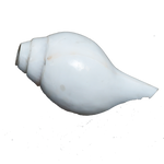 Polish Shells - 4 × 3 Inches