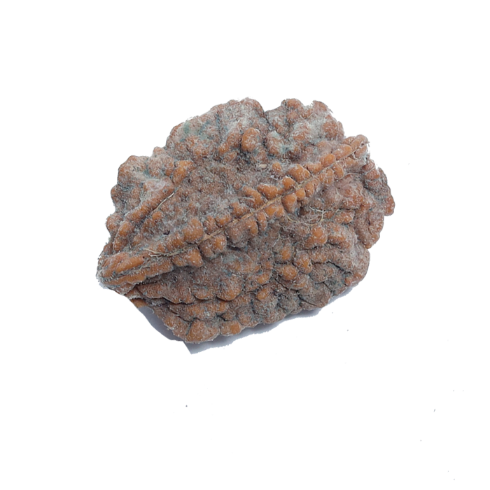 Two Mukhi Rudraksha