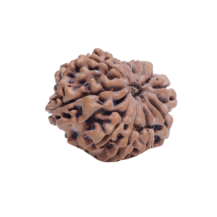 11 Mukhi Rudraksha