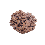 11 Mukhi Rudraksha