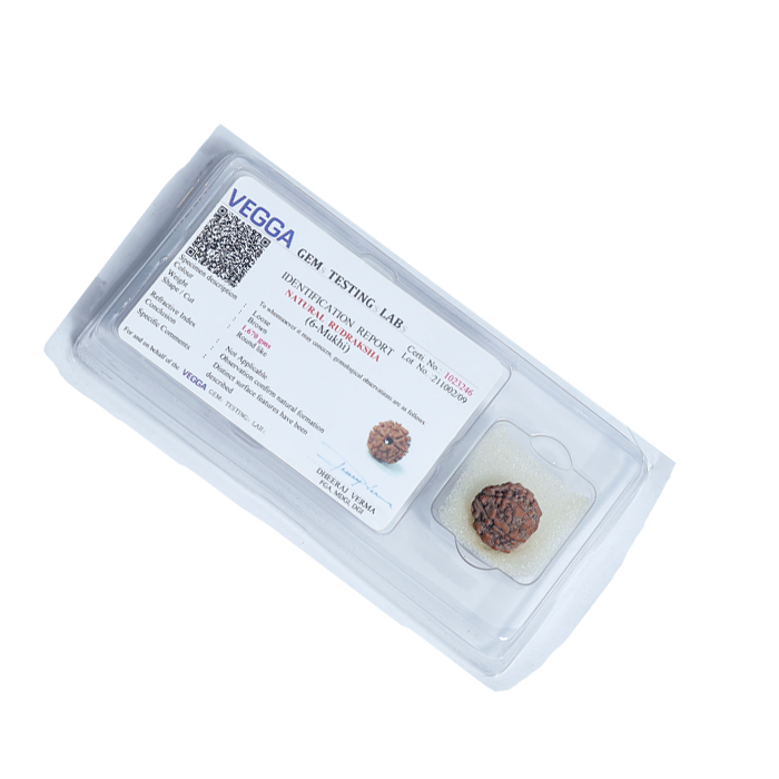 6Mukhi Rudraksha