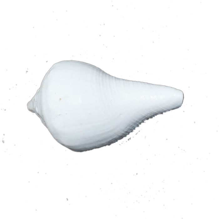 Shells - 3 × 2 Inches