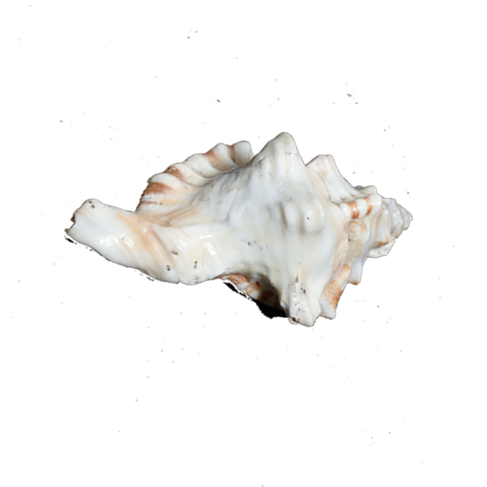 GaneshShells - 4 × 3 Inches