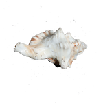 GaneshShells - 4 × 3 Inches