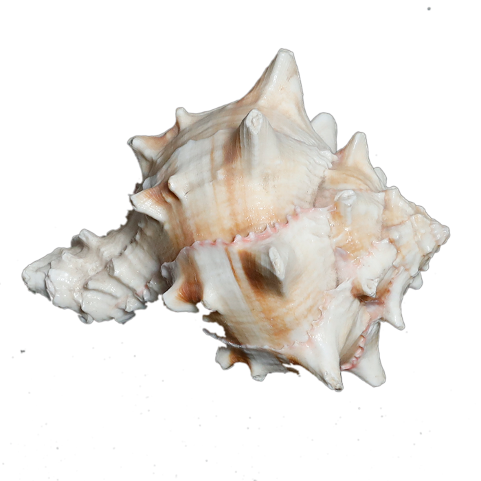 Sun Shells - 4 × 3 Inches