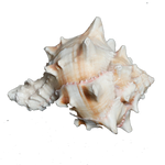 Sun Shells - 4 × 3 Inches