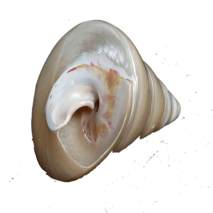 Moti Shells - 3 × 3 Inches
