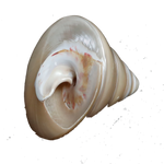 Moti Shells - 3 × 3 Inches