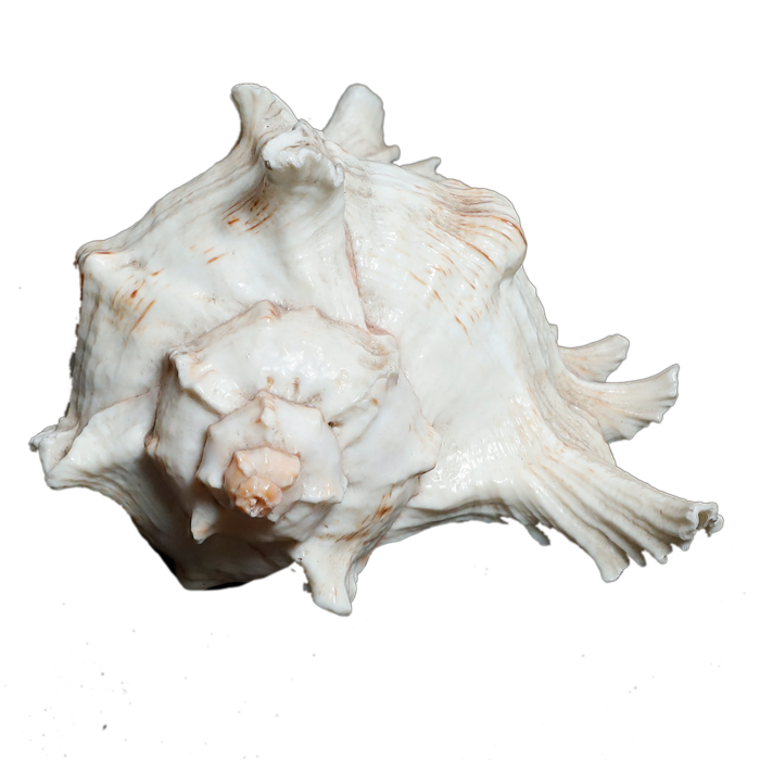 Sun Shells - 5 × 5 Inches