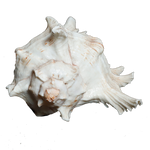 Sun Shells - 5 × 5 Inches