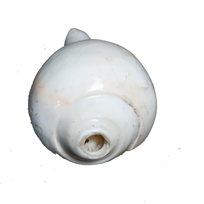 Polish Shells - 5 × 3 Inches