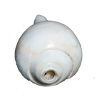 Polish Shells - 5 × 3 Inches