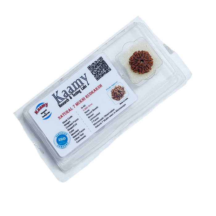 7Mukhi Rudraksha