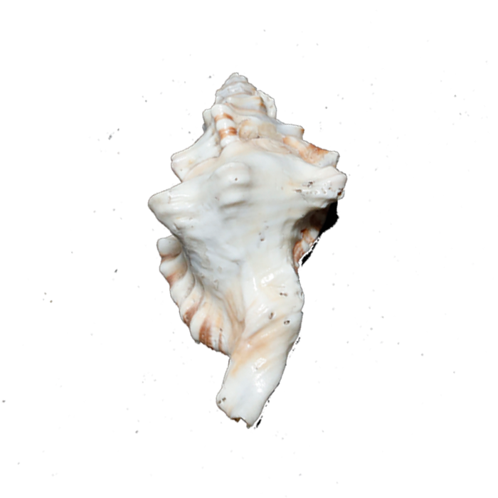 GaneshShells - 4 × 3 Inches