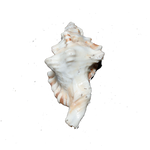 GaneshShells - 4 × 3 Inches