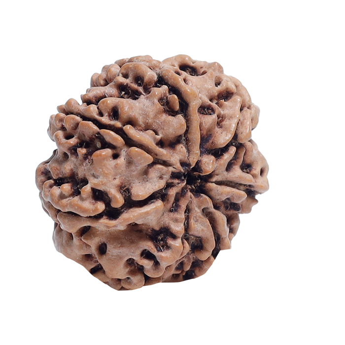 7Mukhi Rudraksha