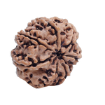 7Mukhi Rudraksha