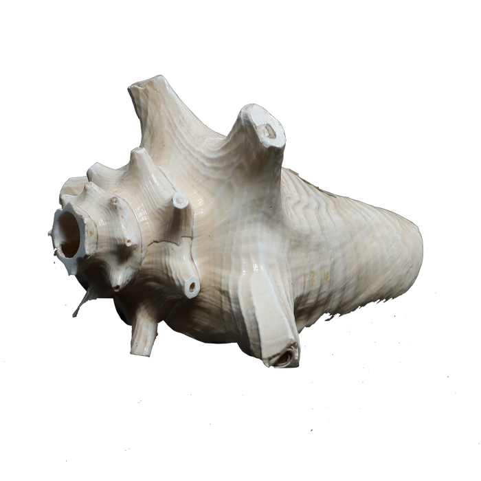 Shells - 5 × 5 Inches