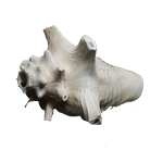 Shells - 5 × 5 Inches