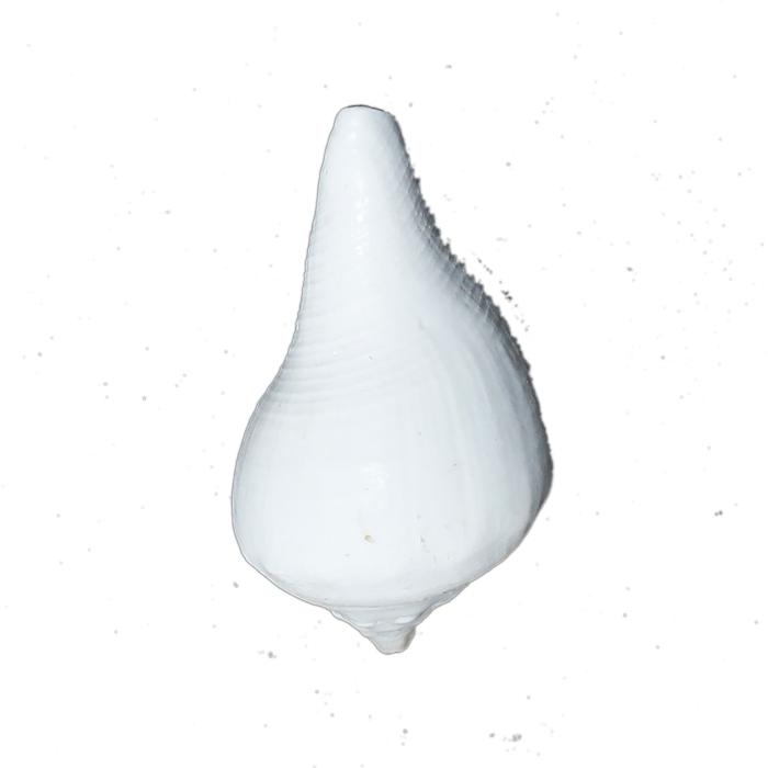 Shells - 3 × 2 Inches