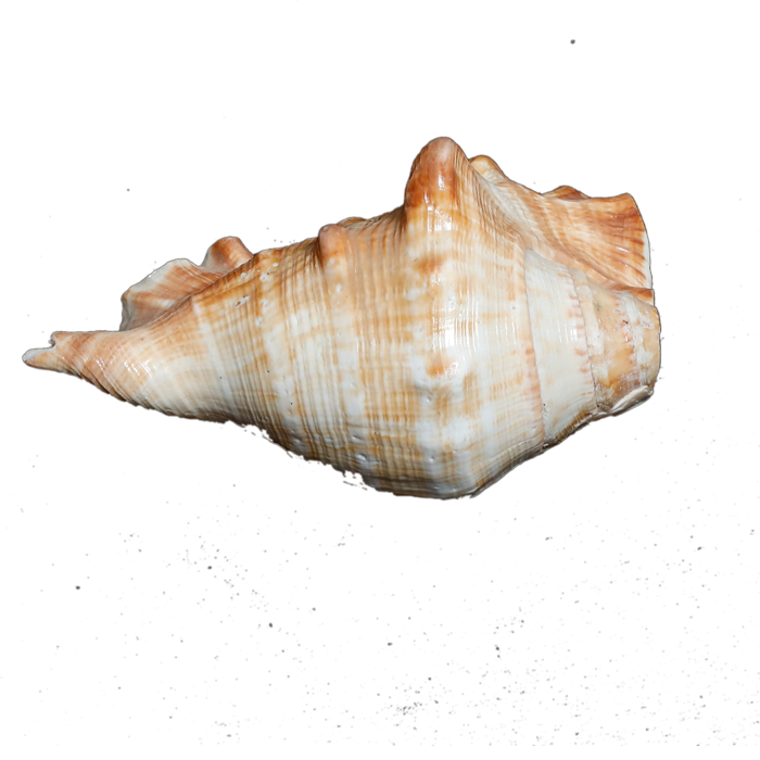 Large Natural Sea Shells, Murex Ramosus shells - 5 × 3 Inches