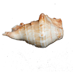 Large Natural Sea Shells, Murex Ramosus shells - 5 × 3 Inches