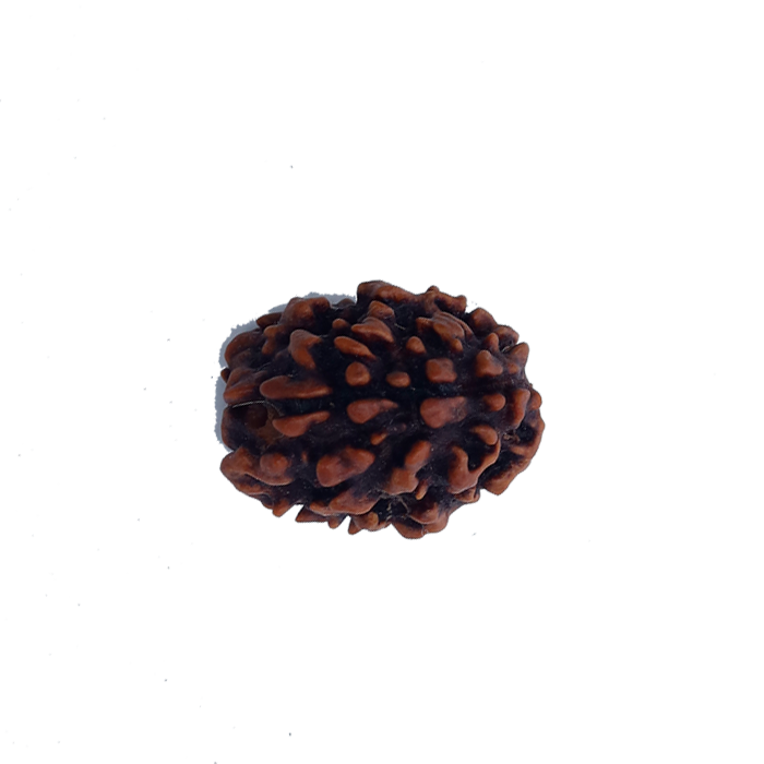 3 Mukhi Rudraksha