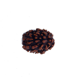 3 Mukhi Rudraksha